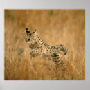 Buscar carnívoros posters Gran gato