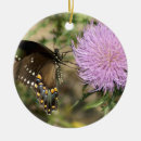 Buscar mariposa negra adornos Verde