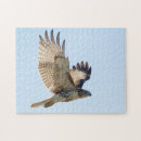 Buscar rapaz puzzles Fauna