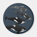 Buscar ballenas imanes Orca