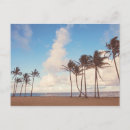 Buscar kauai fotografía Palmeras
