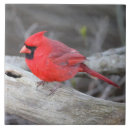 Buscar pájaro cardinal azulejos Naturaleza