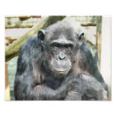 Buscar chimpancé divertido posters Chimpancés