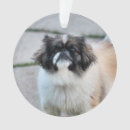 Buscar shih tzu adornos Adorable