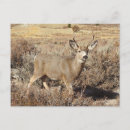 Buscar fauna postales Animales salvajes