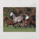 Buscar funcionamiento de los caballos postales Árabes