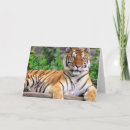 Buscar siberia tarjetas Animal