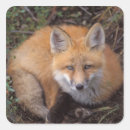 Buscar vulpes pegatinas Anwr