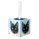 Buscar gatos siameses adornos 9 º gata