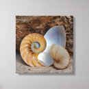 Buscar nautilus arte Conchas