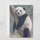 Buscar duras tarjetas Lindo