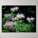 Buscar lustre posters Para ella