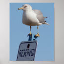 Buscar gaviotas posters Fotografía