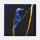 Buscar seahorse imanes Acuario