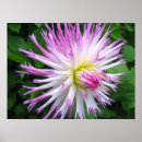 Buscar dalia blanca posters Floral