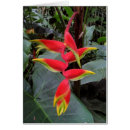 Buscar heliconia Tropical