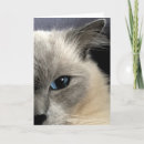 Buscar ojo azul tarjetas 9 º gata