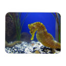 Buscar seahorse imanes Hipocampo