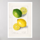Buscar amanda posters Vintage