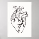 Buscar anatomía del corazón posters Humano