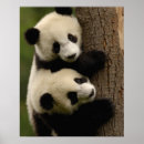 Buscar ailuropoda posters Fauna