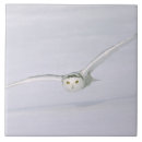 Buscar depredador azulejos Pájaro de presa