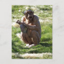 Buscar chimpancé postales Lindo