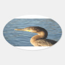 Buscar cormoranes pegatinas Pájaro