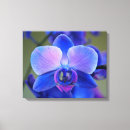 Buscar orquídea azul lienzos Rosa
