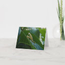 Buscar mantis religiosa tarjetas Jardín