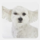 Buscar ganado pegatinas Adorable