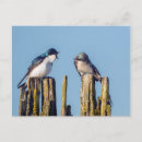Buscar bicolor postales Naturaleza