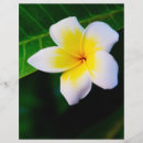 Buscar flores tropicales flyers Frangipani