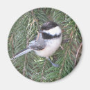 Buscar chickadee imanes Naturaleza