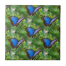 Buscar mariposa azul azulejos Naturaleza