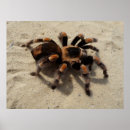 Buscar arañas posters Animales