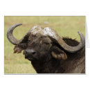 Buscar búfalo africano postales Animal