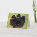 Buscar chimpancés tarjetas Animales salvajes