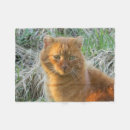 Buscar gato anaranjado Dulce