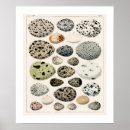 Buscar historia natural posters Vintage