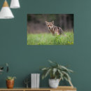 Buscar canino posters Coyote