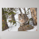 Buscar lynx arte Nieve