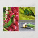 Buscar gecko verde postales Hawaii