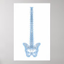 Buscar médula posters Anatomía