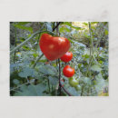 Buscar tomates postales Rojo
