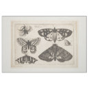 Buscar alas telas Vintage