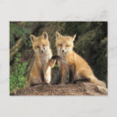 Buscar vulgares postales Zorro rojo