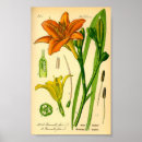 Buscar hemerocallis Tigre