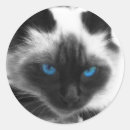 Buscar siamés pegatinas Amante del gato