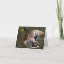 Buscar pato silvestre tarjetas Agua
